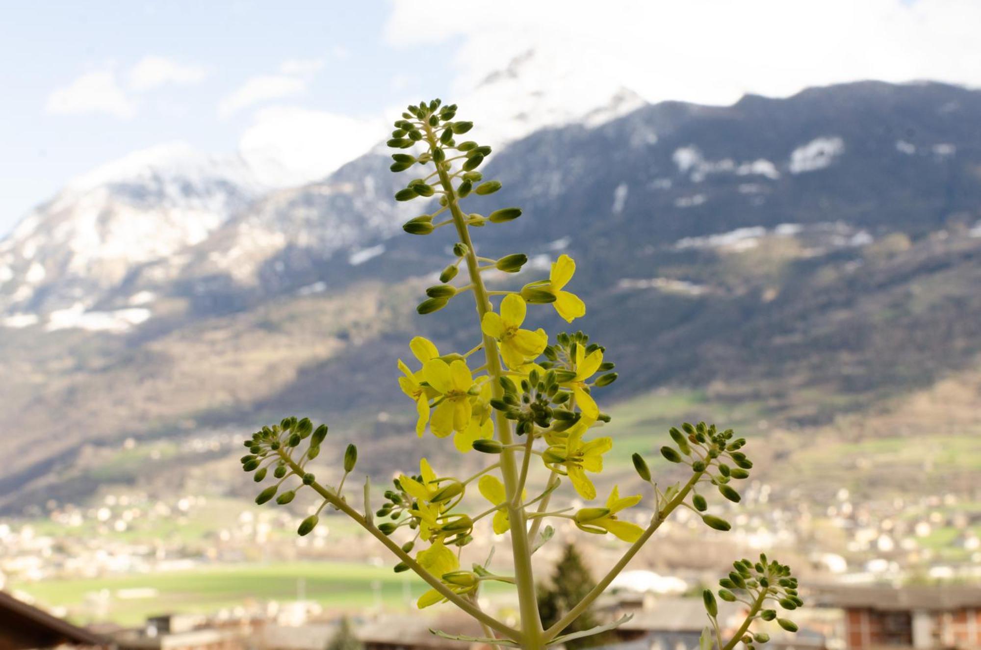 La Casa Degli Aromi - Vista Montagna E Relax Aosta Exterior foto
